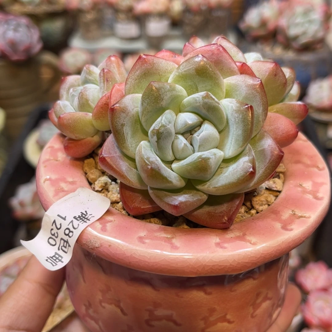 【闪购商品】1230粗腿冰玉3头