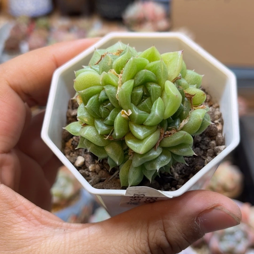 【闪购商品】2585。麦秆群