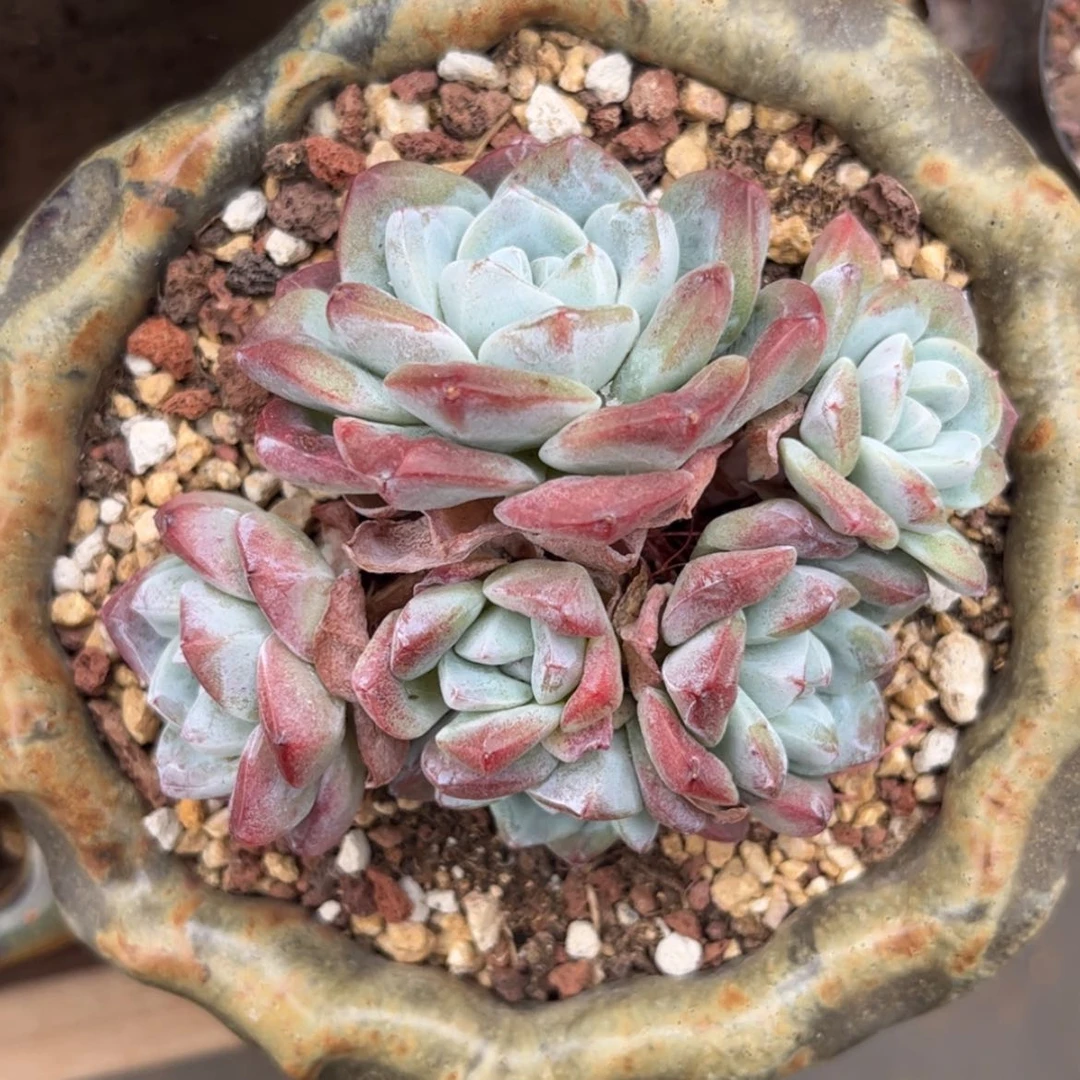 【闪购商品】0024冰玉6头