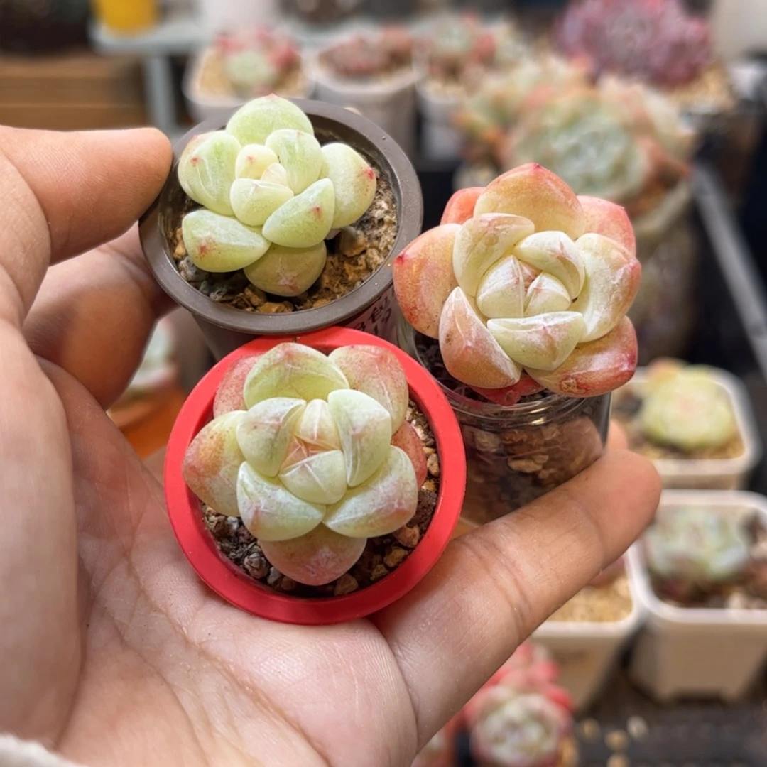 【闪购商品】3720冰玉3个单头