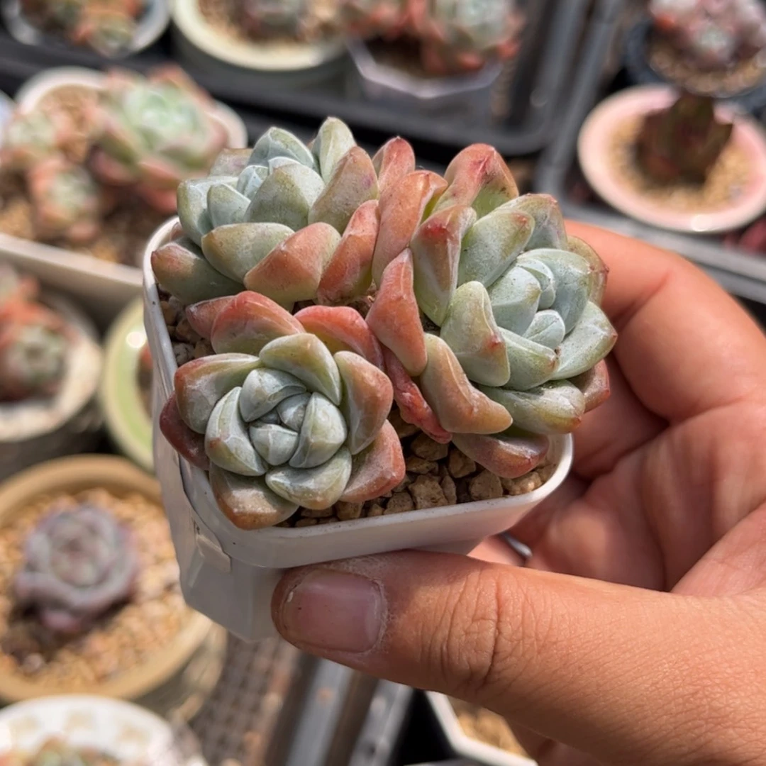 【闪购商品】2816冰玉3头