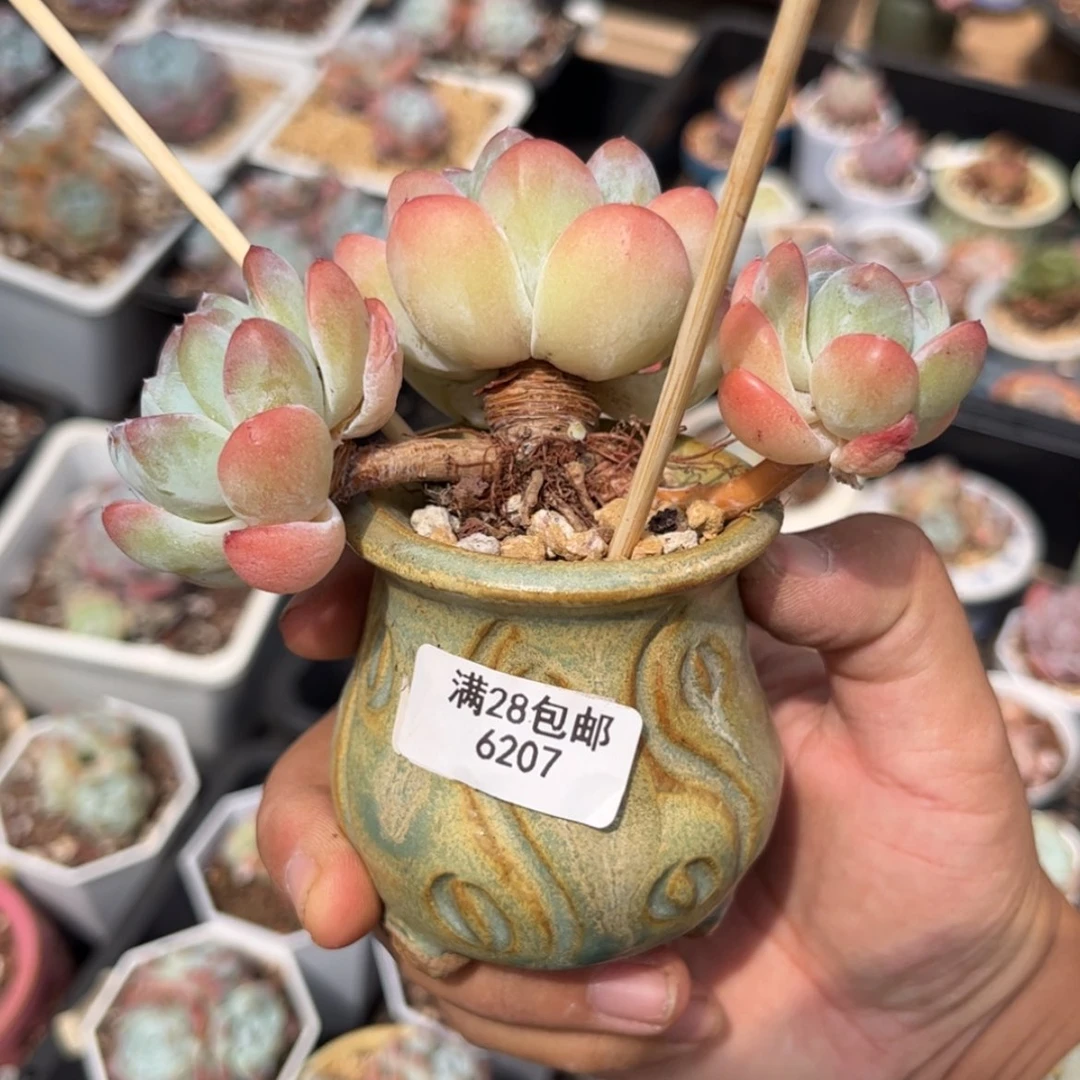 【闪购商品】6207冰玉3头
