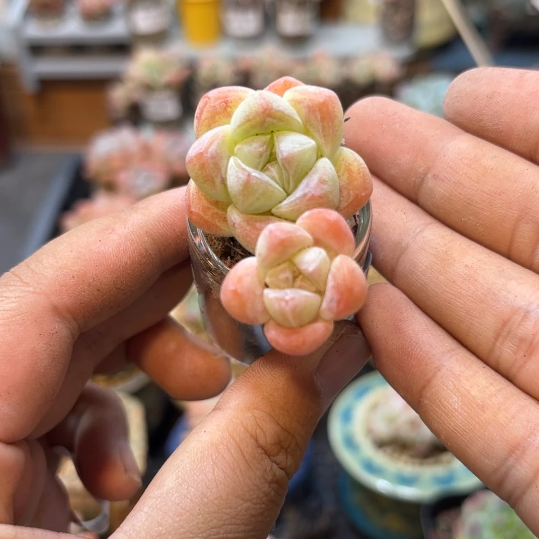 【闪购商品】6500冰玉双头