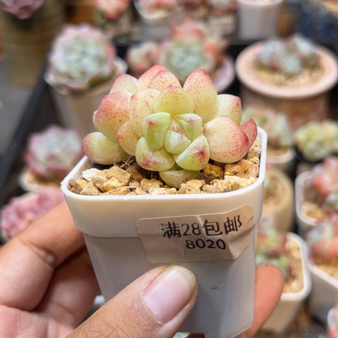 【闪购商品】8020冰玉3头
