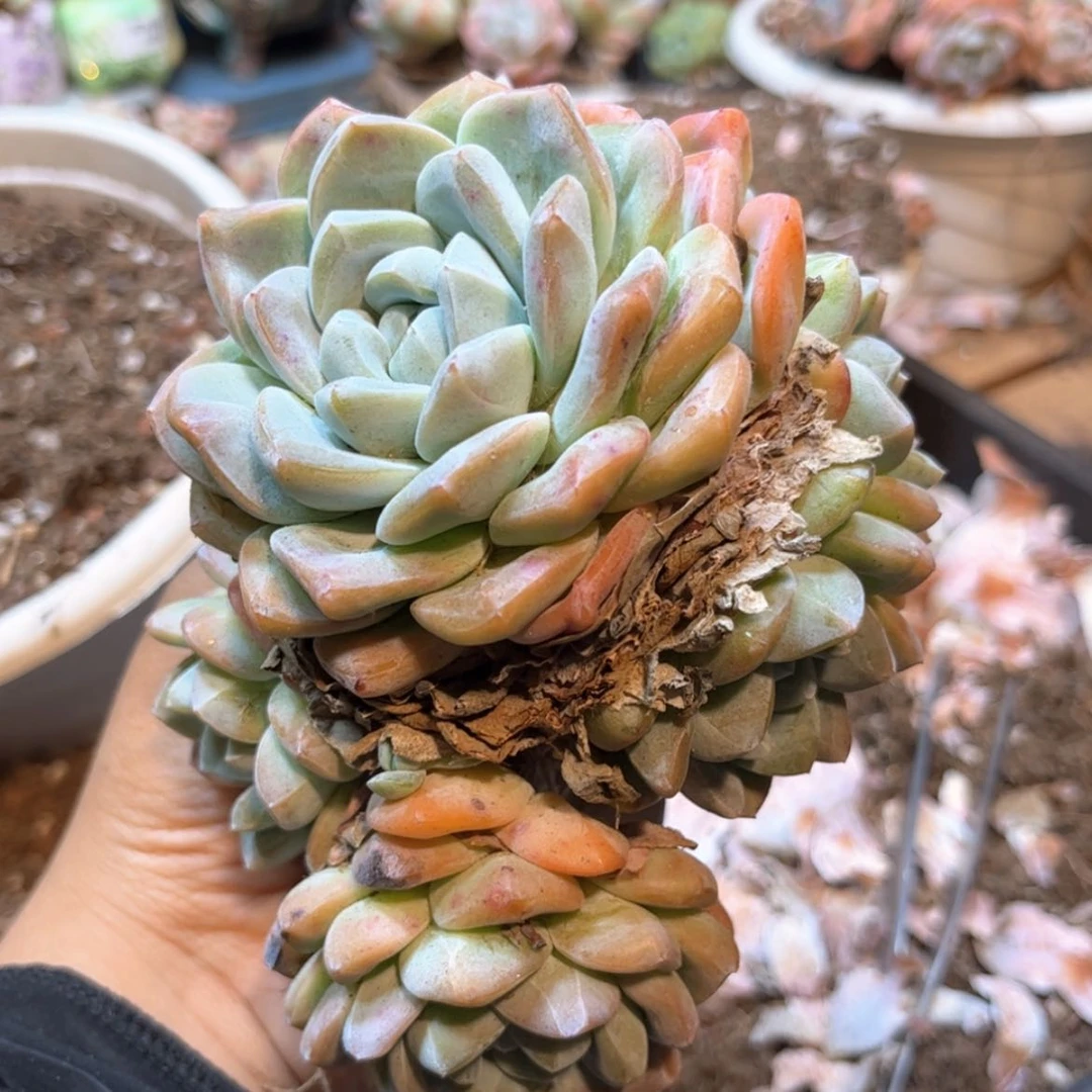 【闪购商品】?****?6908。