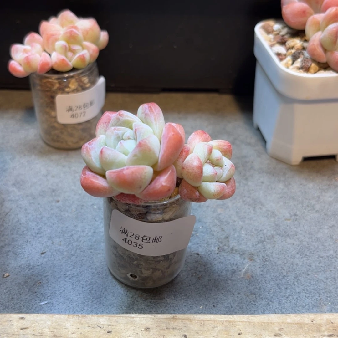 【闪购商品】4035冰玉双头