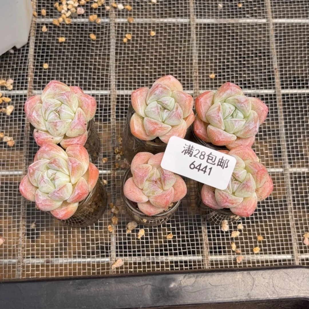 【闪购商品】…**✨6441冰玉6个单头