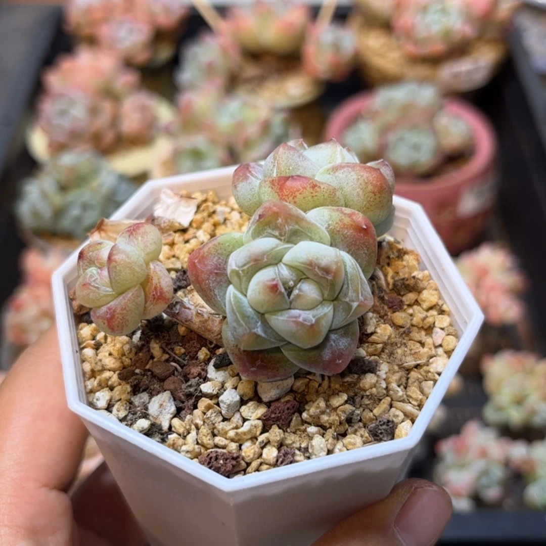 【闪购商品】5761冰玉3头