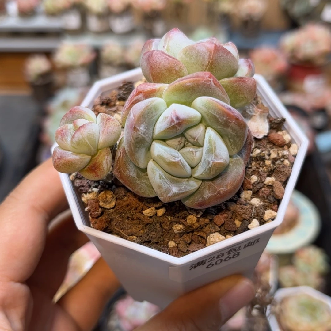 【闪购商品】6068冰玉3头
