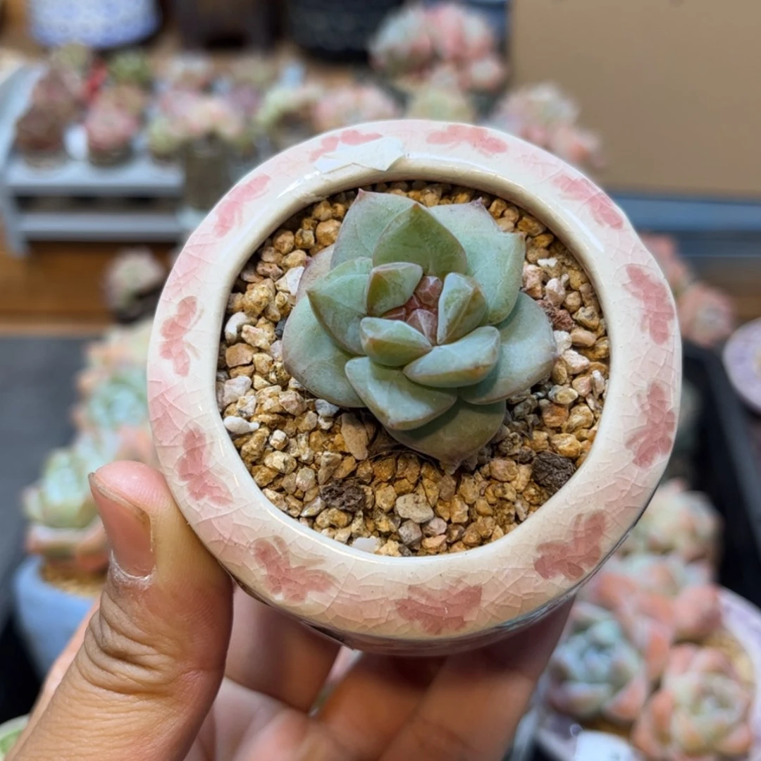【闪购商品】5459。单头糖心