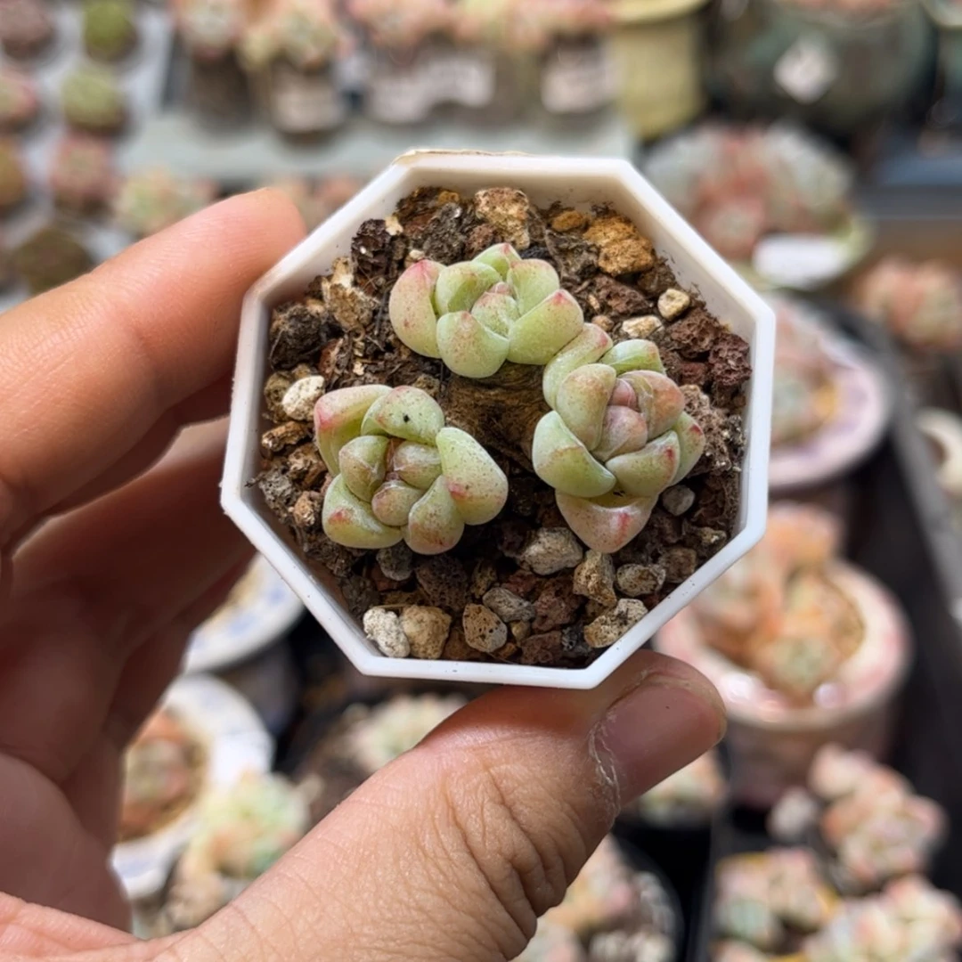 【闪购商品】1372三头紫心冰玉