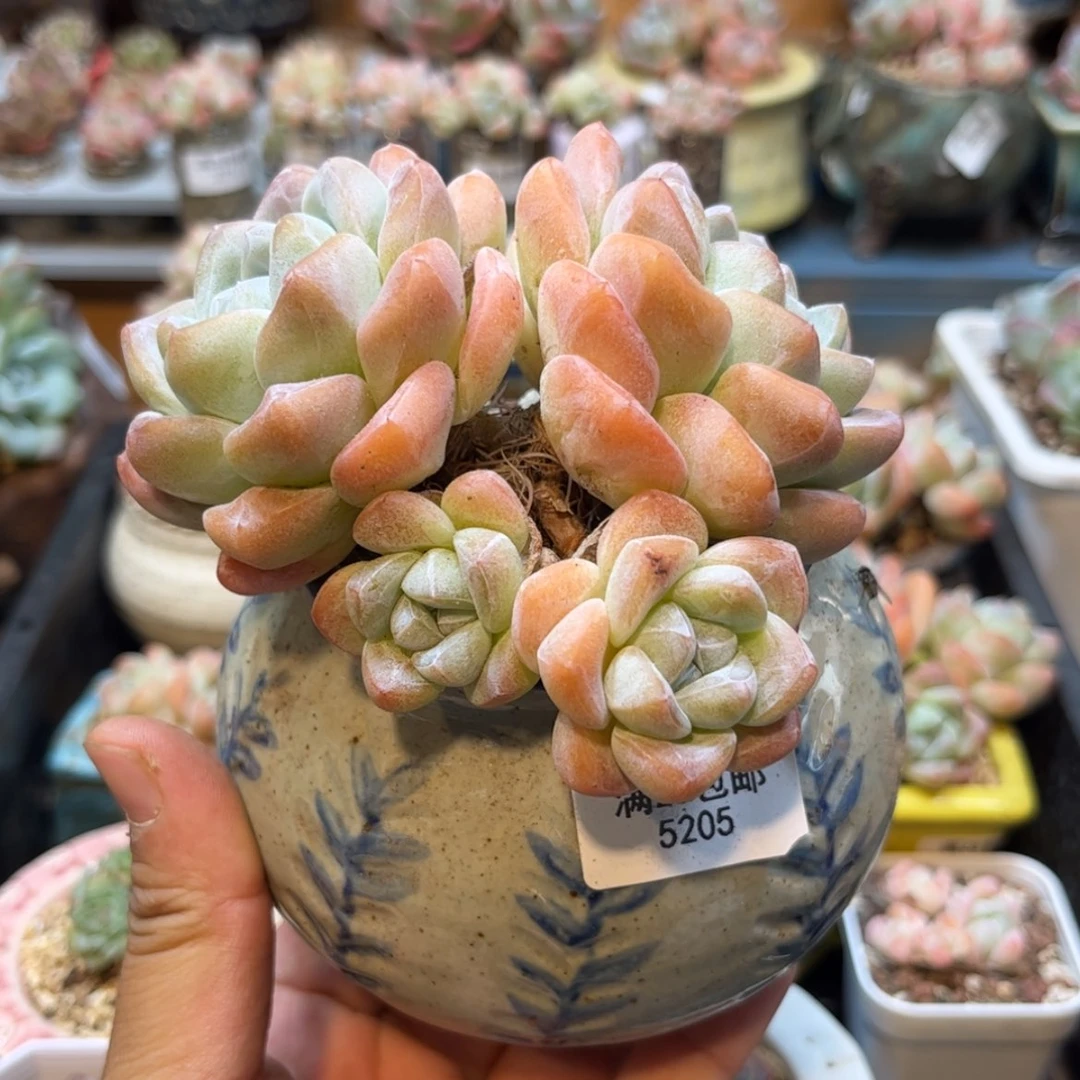 【闪购商品】5205。四头冰玉
