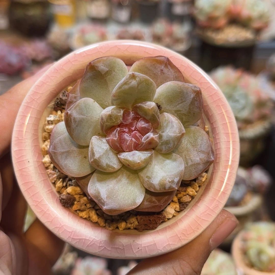 【闪购商品】3550琥珀单头