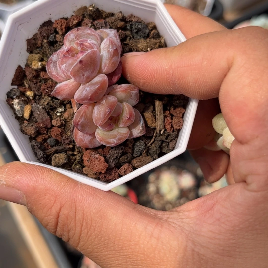 【闪购商品】6822双头星影