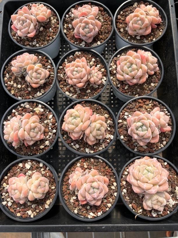 精控透底冰玉（9cm圆杯）