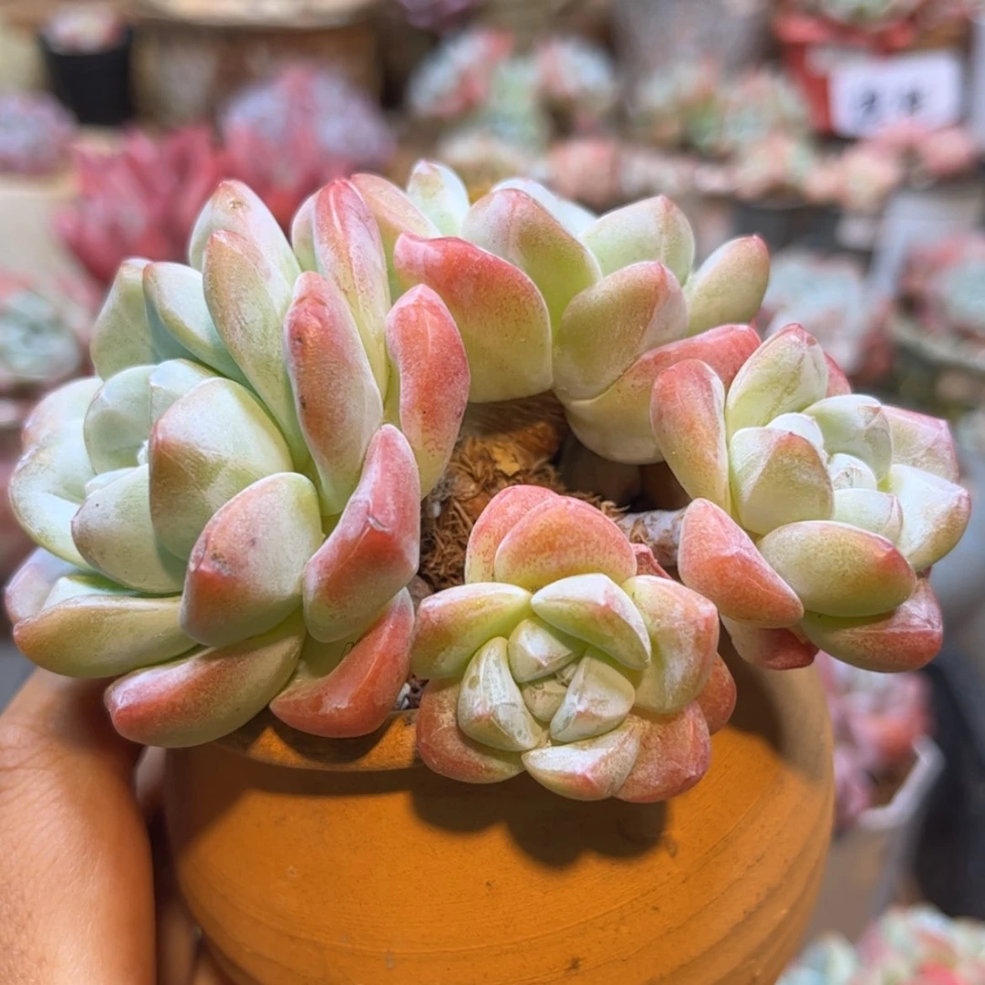 【闪购商品】冰玉四头3542