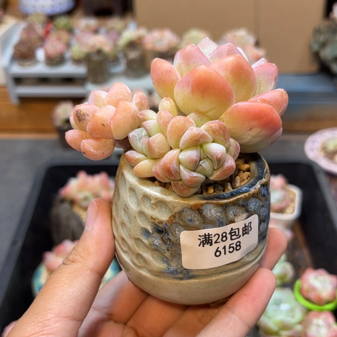 【闪购商品】6158冰玉4头