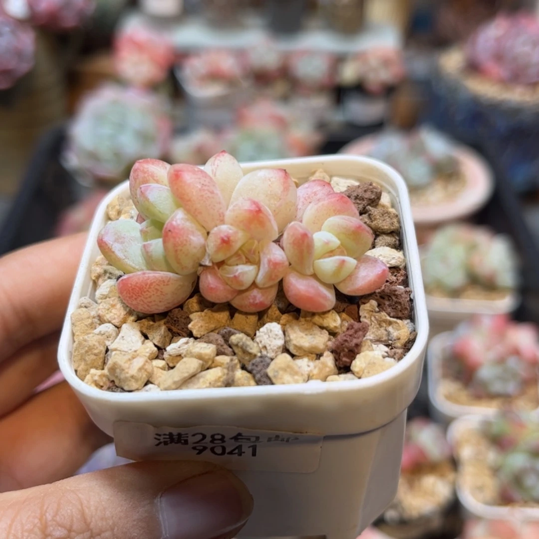 【闪购商品】9041冰玉5头