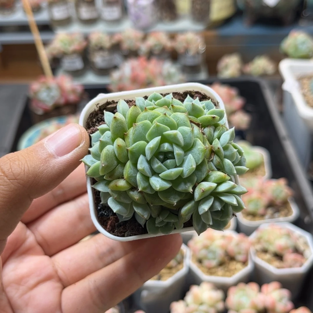 【闪购商品】6752麦秆群