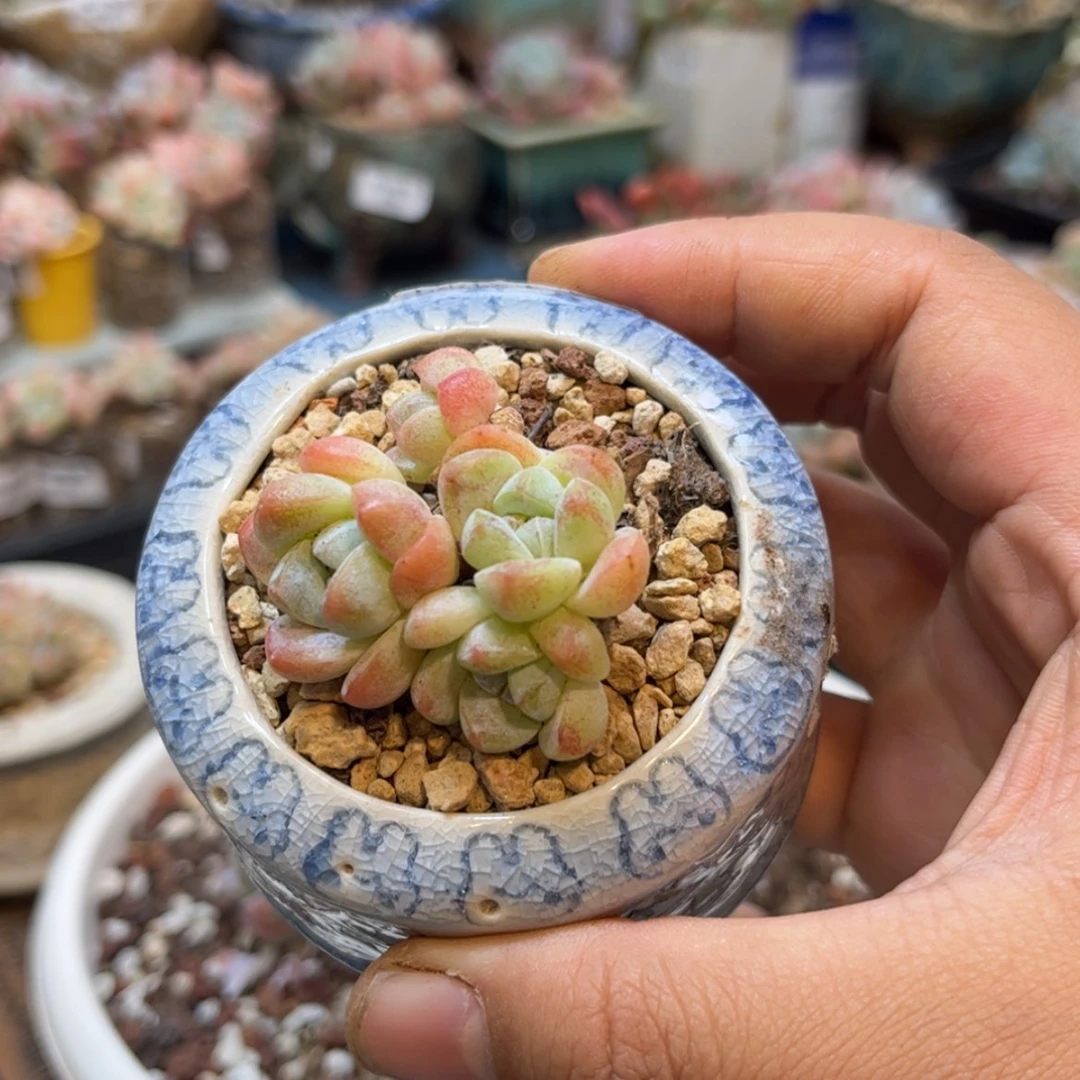 【闪购商品】6543。四头冰玉y
