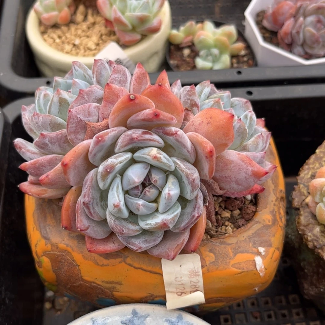 【闪购商品】0126橙子3头
