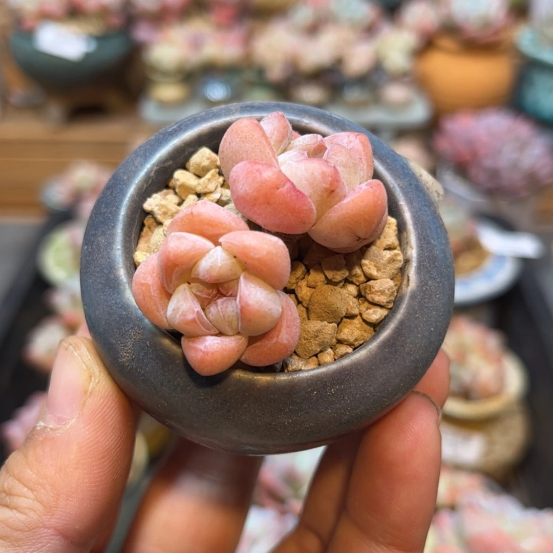 【闪购商品】1159双头冰玉