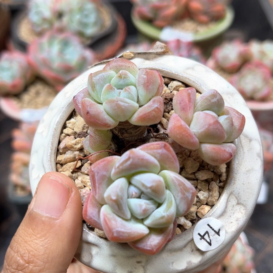 【闪购商品】冰玉三头小崽不包