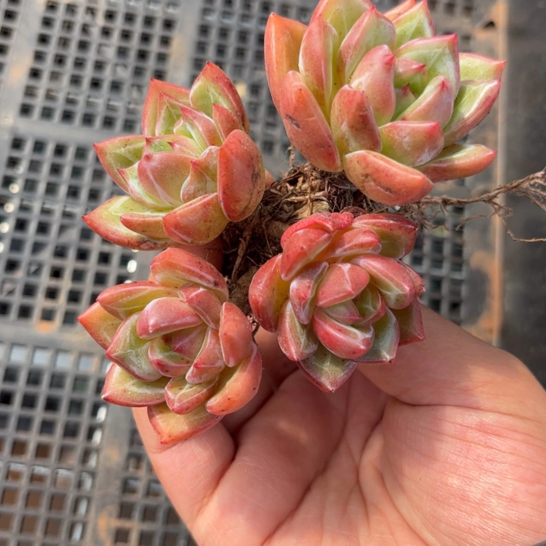 【闪购商品】香槟老桩。6482