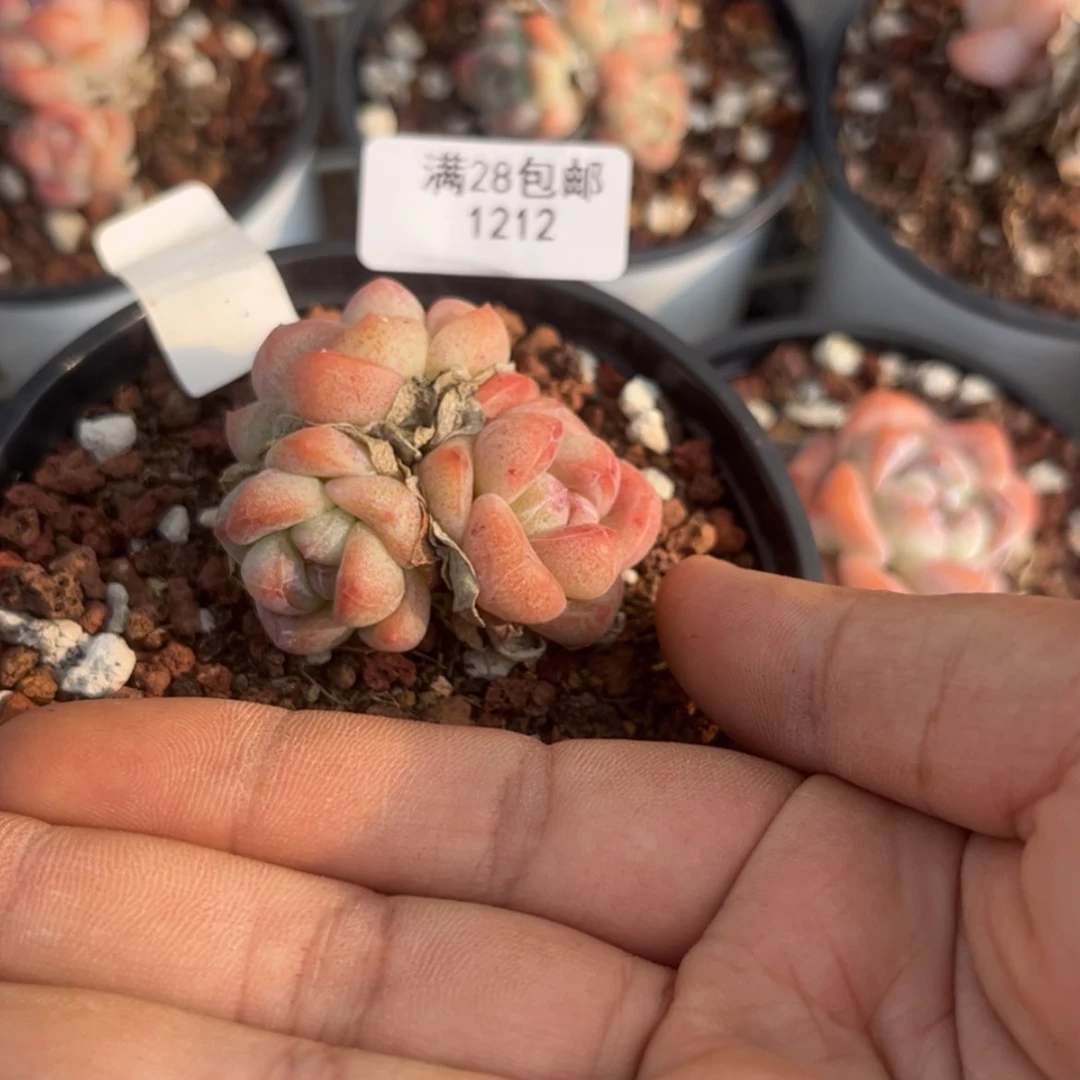 【闪购商品】1212冰玉3头带盆土不包整散