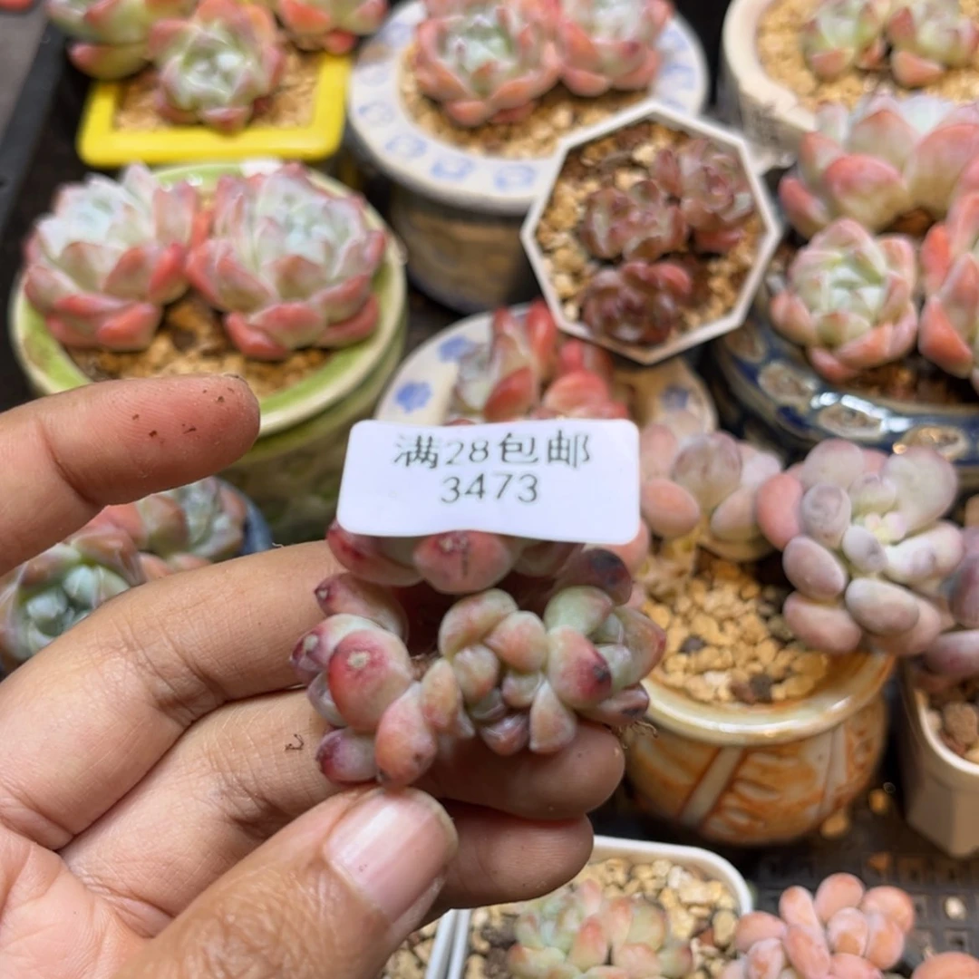 【闪购商品】紫心冰玉3头不包整3473