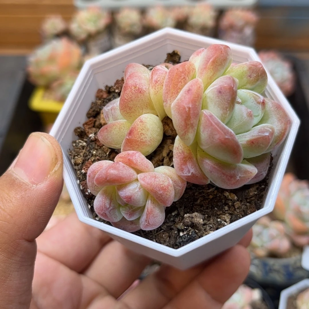 【闪购商品】6037三头紫心冰玉