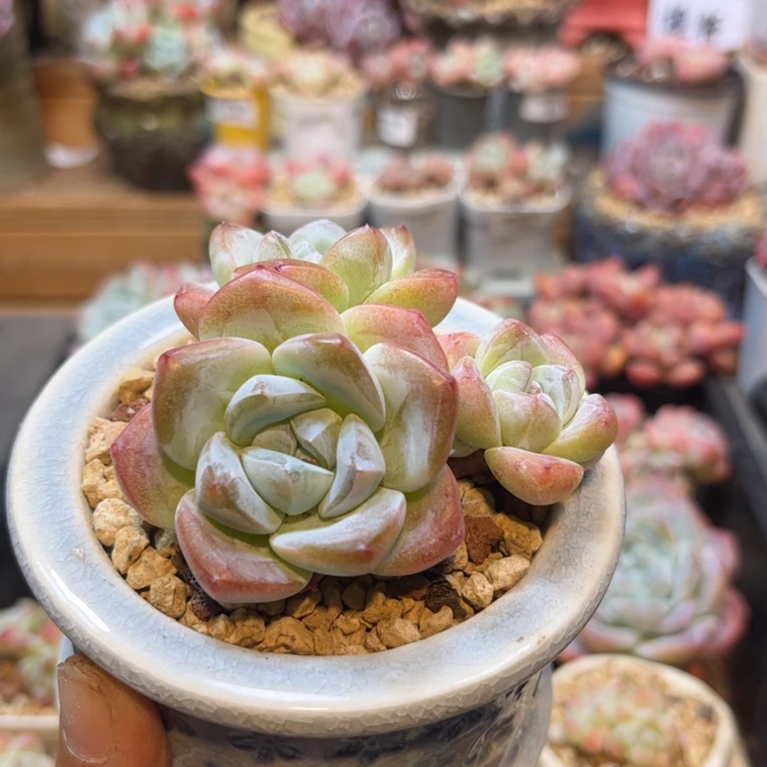 【闪购商品】1347冰玉3头