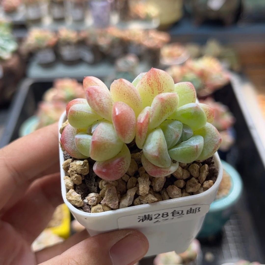 【闪购商品】6719冰玉3头