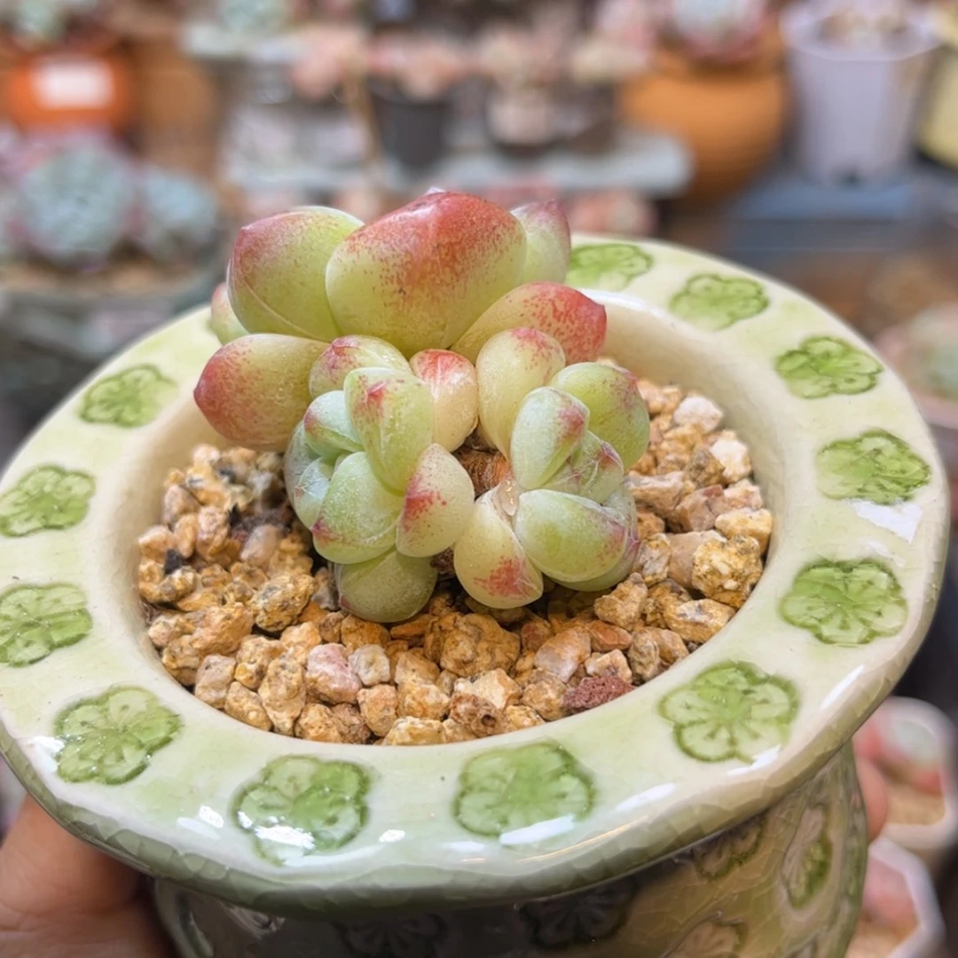 【闪购商品】2540冰玉3头