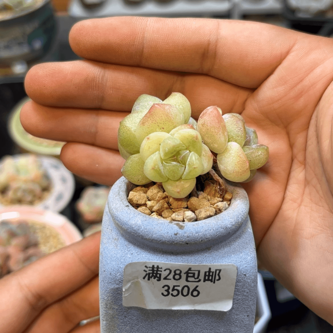 【闪购商品】3506冰玉3头