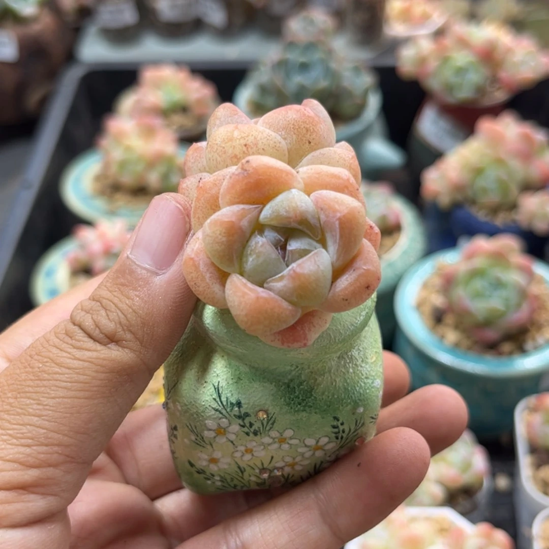 【闪购商品】5484冰玉双头
