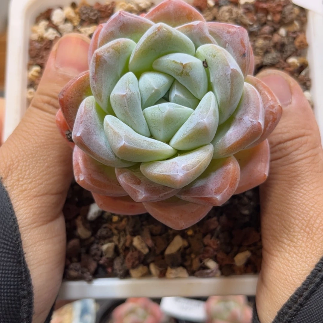 【闪购商品】6100。单头大粗腿冰玉