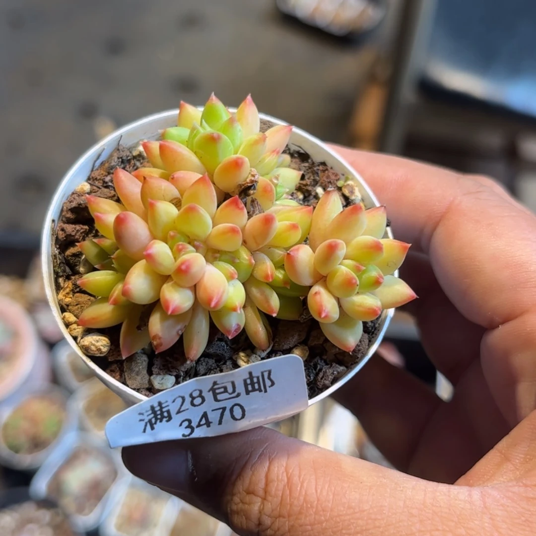 【闪购商品】3470精品群