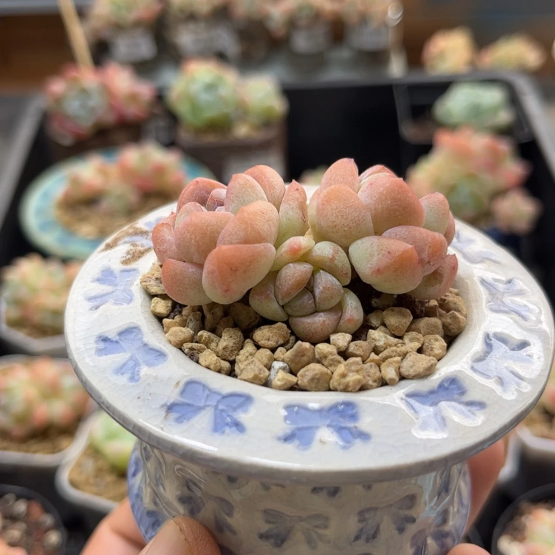 【闪购商品】6425冰玉3头