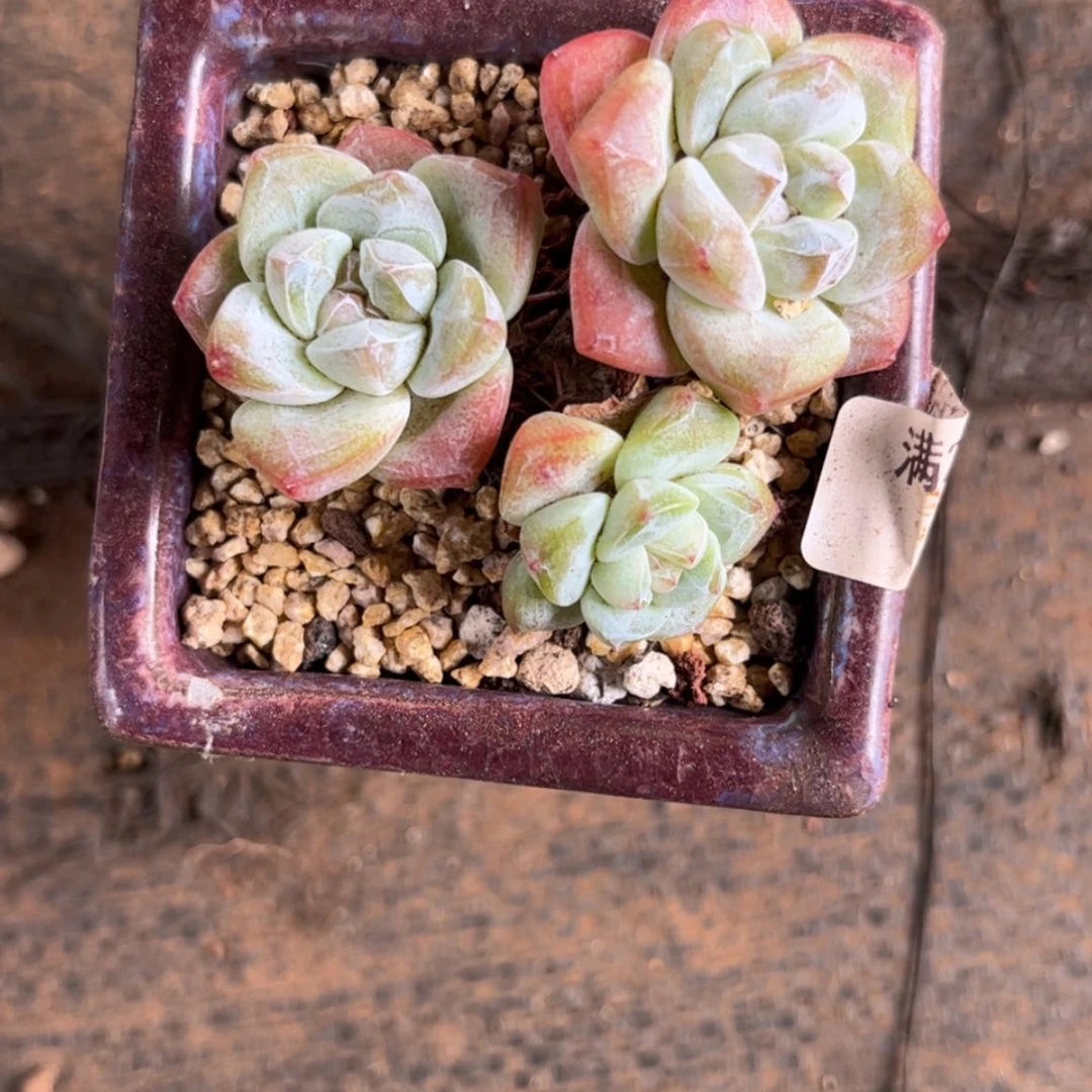 【闪购商品】冰玉三头9200