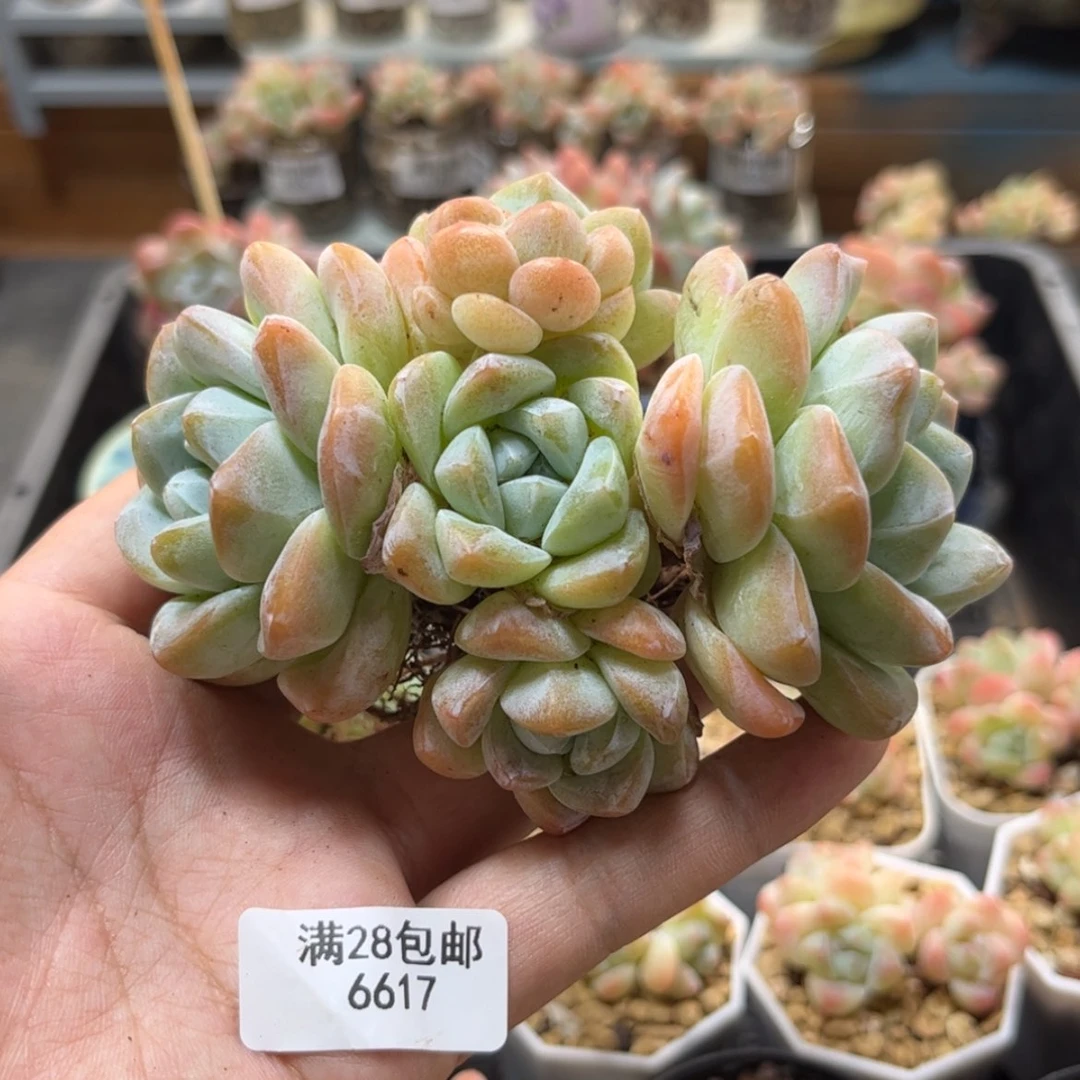 【闪购商品】6617冰玉6头