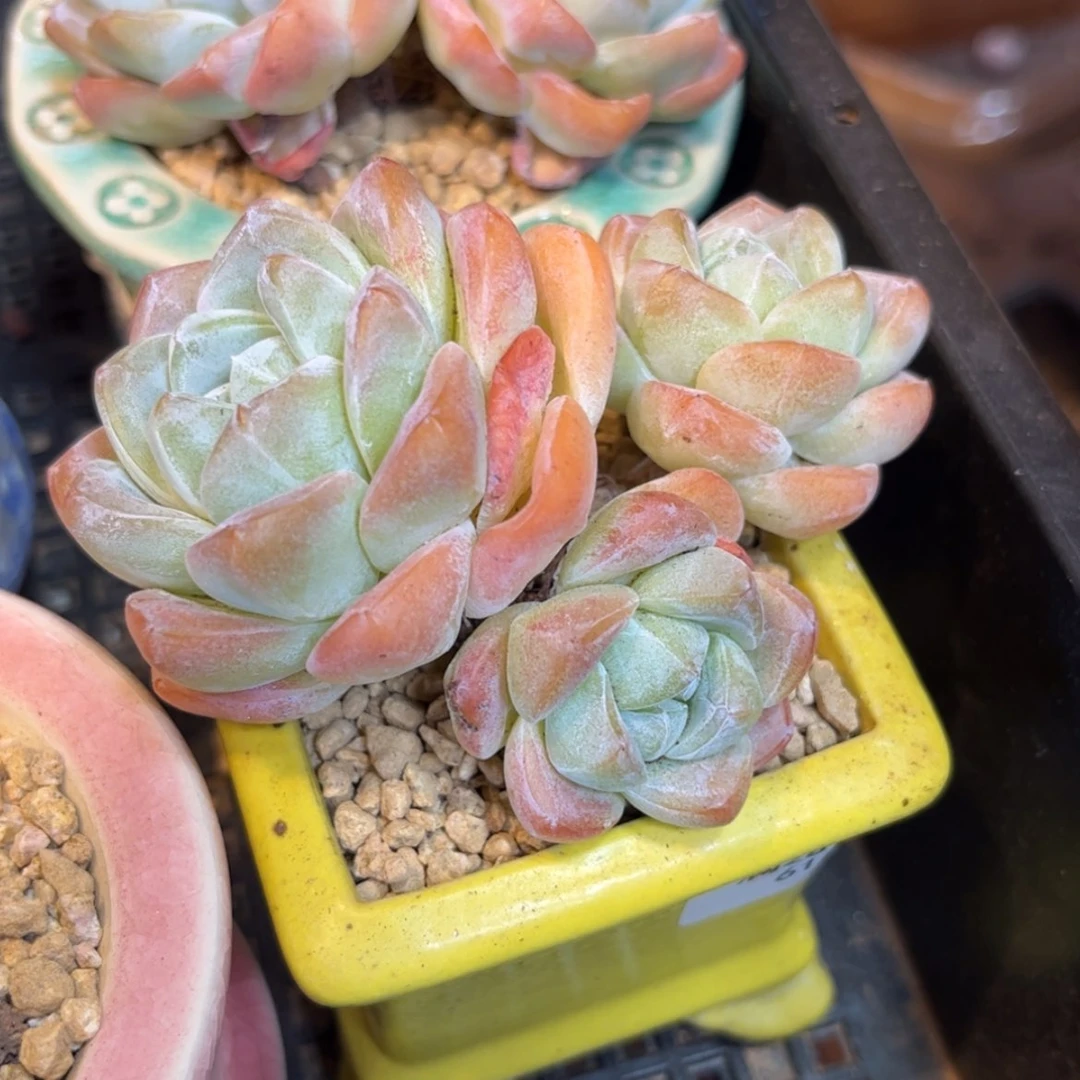 【闪购商品】6152三头冰玉