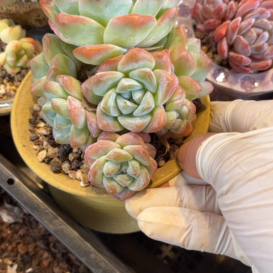 【闪购商品】七头冰玉。0746