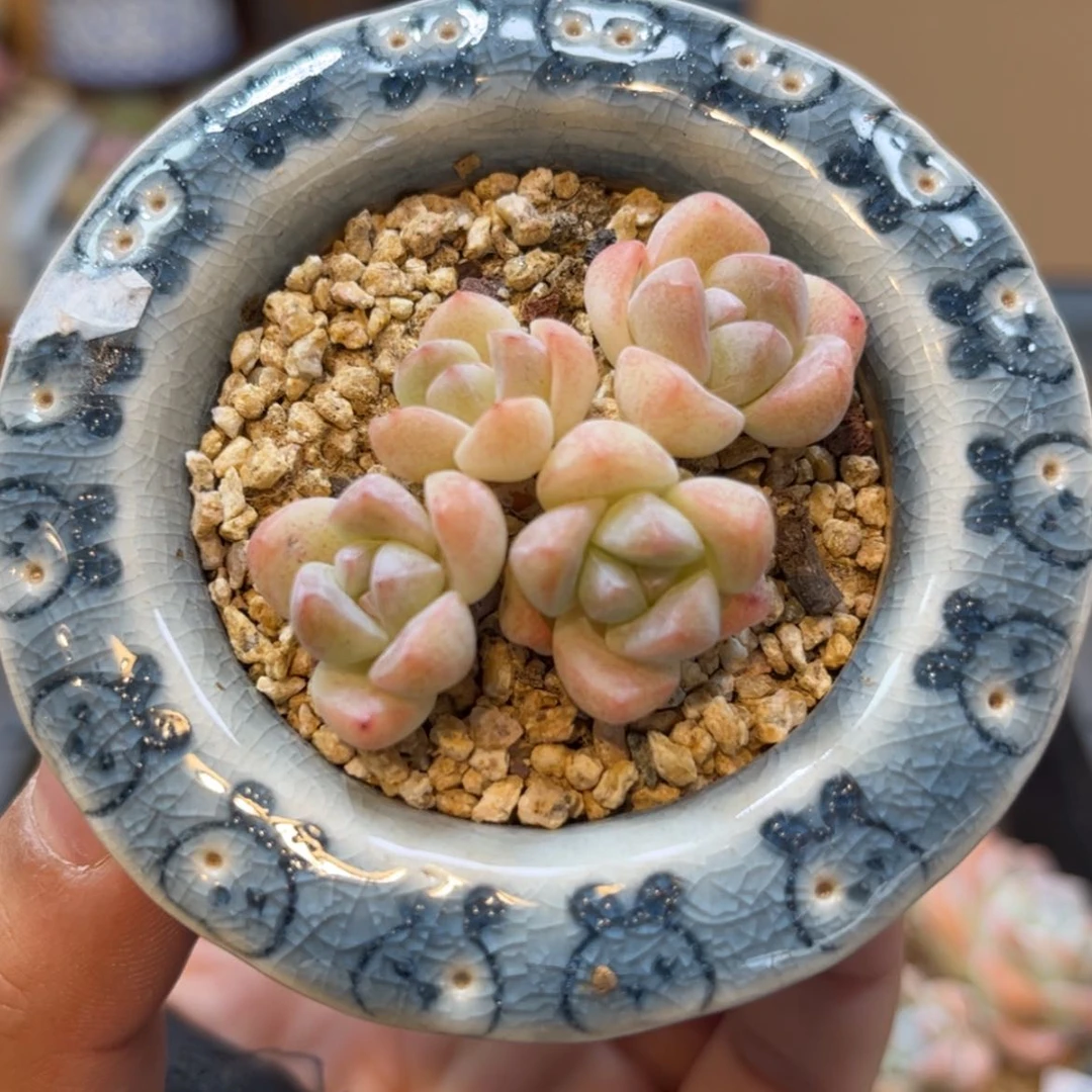 【闪购商品】6154四头冰玉