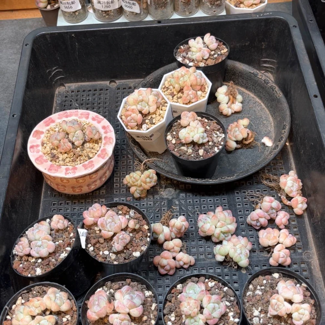 【闪购商品】浮**梦6551。全部一起