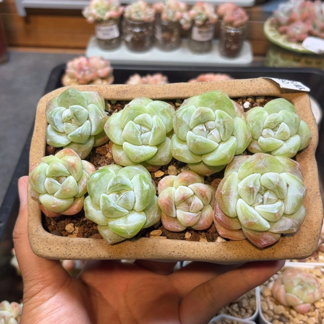 【闪购商品】6880冰玉8个单头