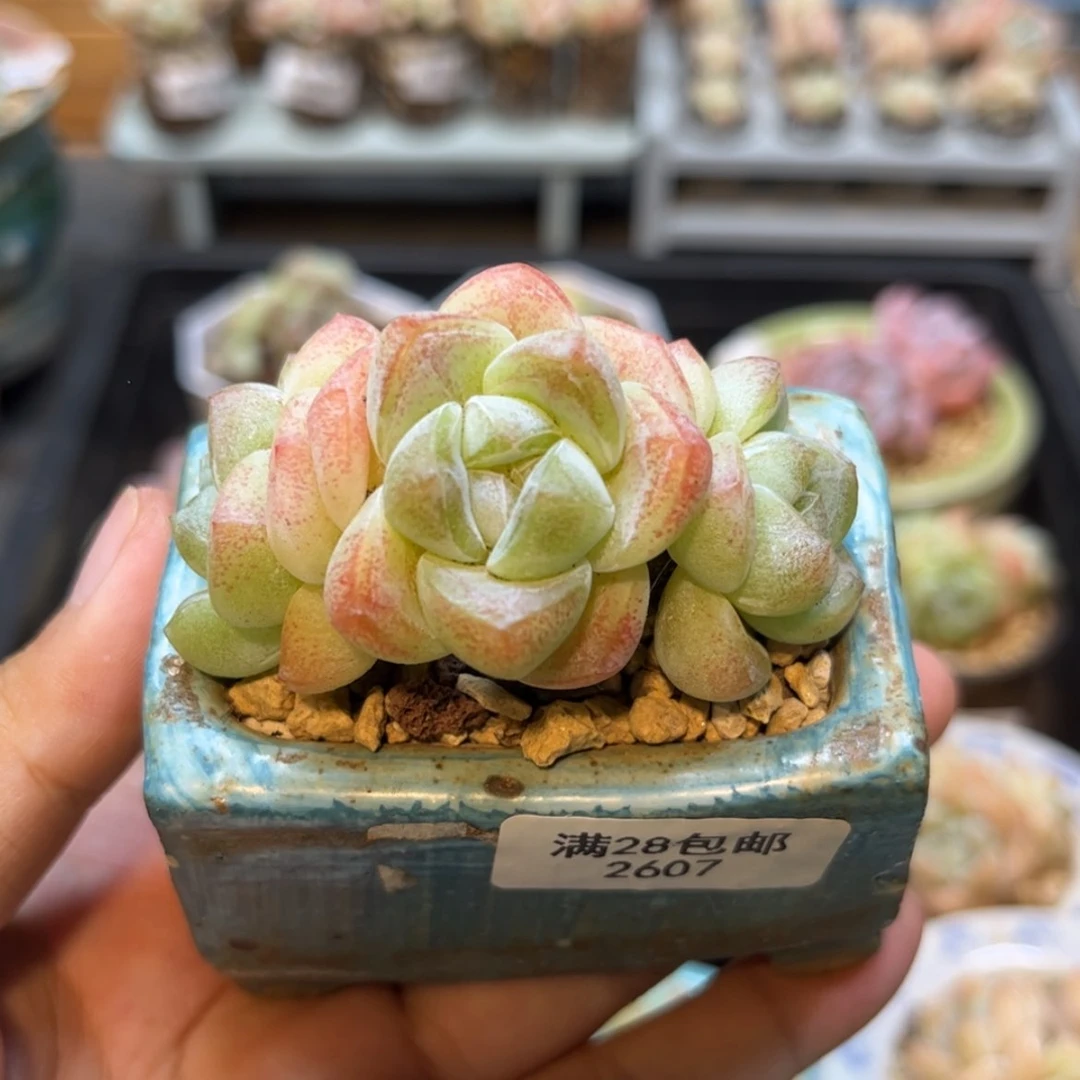 【闪购商品】2607冰玉3头