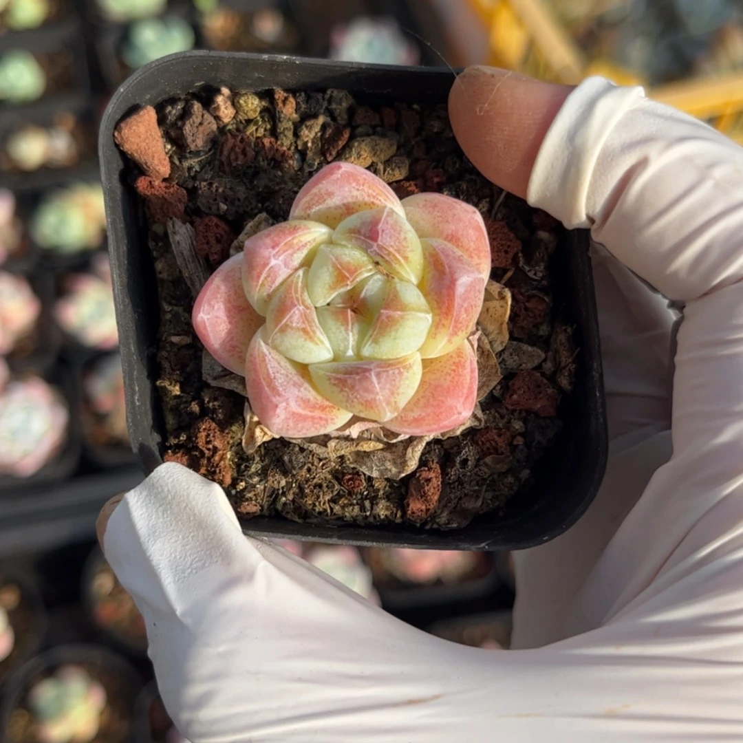 【闪购商品】1544糖心冰玉