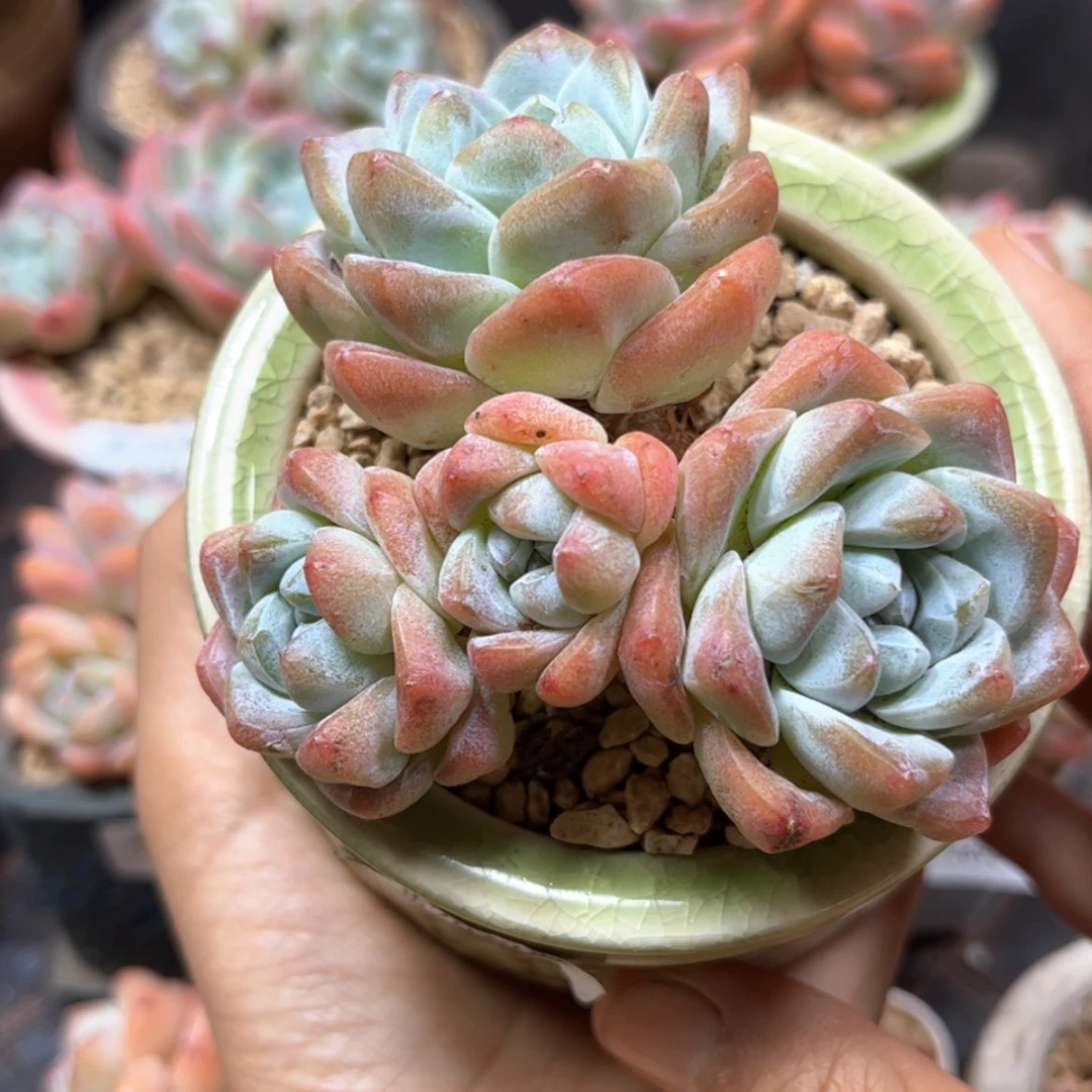 【闪购商品】冰玉四头2759