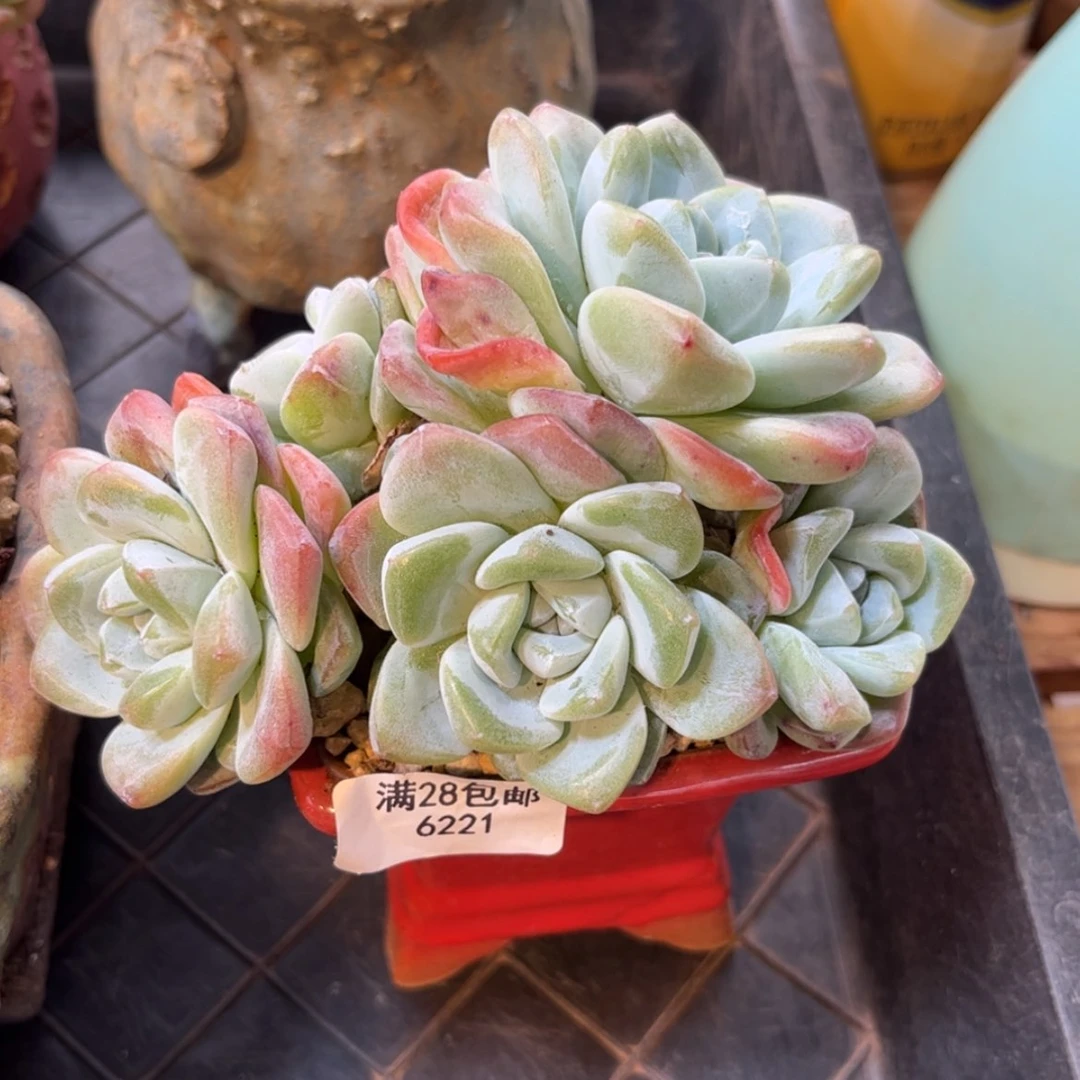 【闪购商品】6221冰玉5头